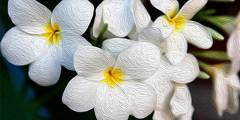image-slider-with-thumbnail4.jpeg