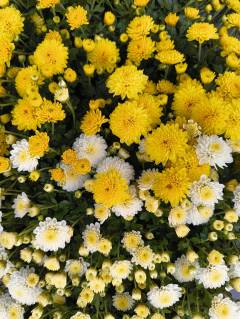 image-slider-with-thumbnail6.jpeg