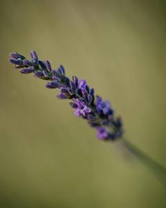 image-slider-with-thumbnail5.jpeg