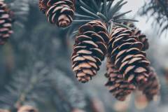 image-slider-with-thumbnail5.jpeg